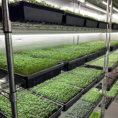 702Greens Microgreens Farm