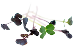 Andy Clay - Personal Trainer